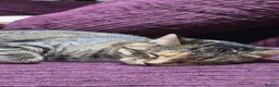Mixed Breed cats for sale: Urgent, three lovely cats 🐈  - Advert 10