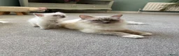 Ragdoll cats for sale: Rare Lilac Grand Champion Excellent Pedigree  - Advert 14