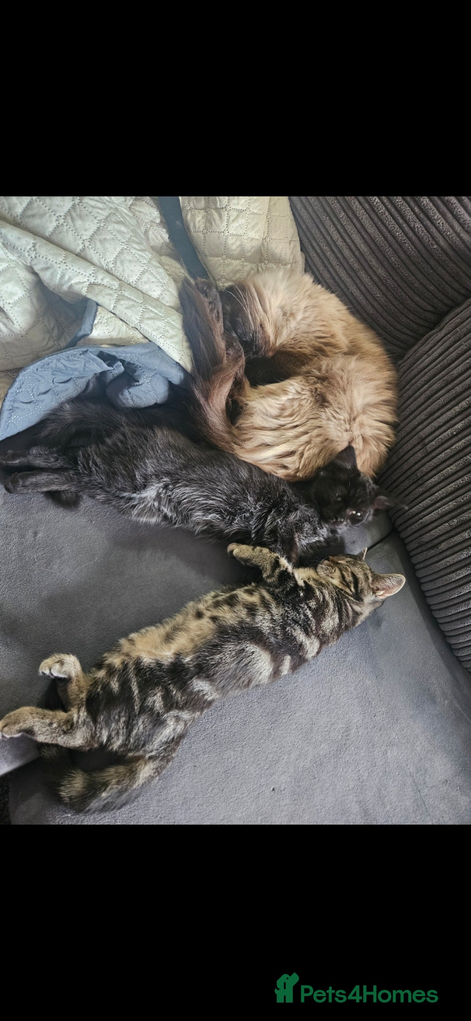 Mixed Breed cats 3 adult cats - Advert 7
