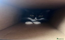 Mixed Breed cats for sale: REHOMING mother and daughter duo  - Image 3