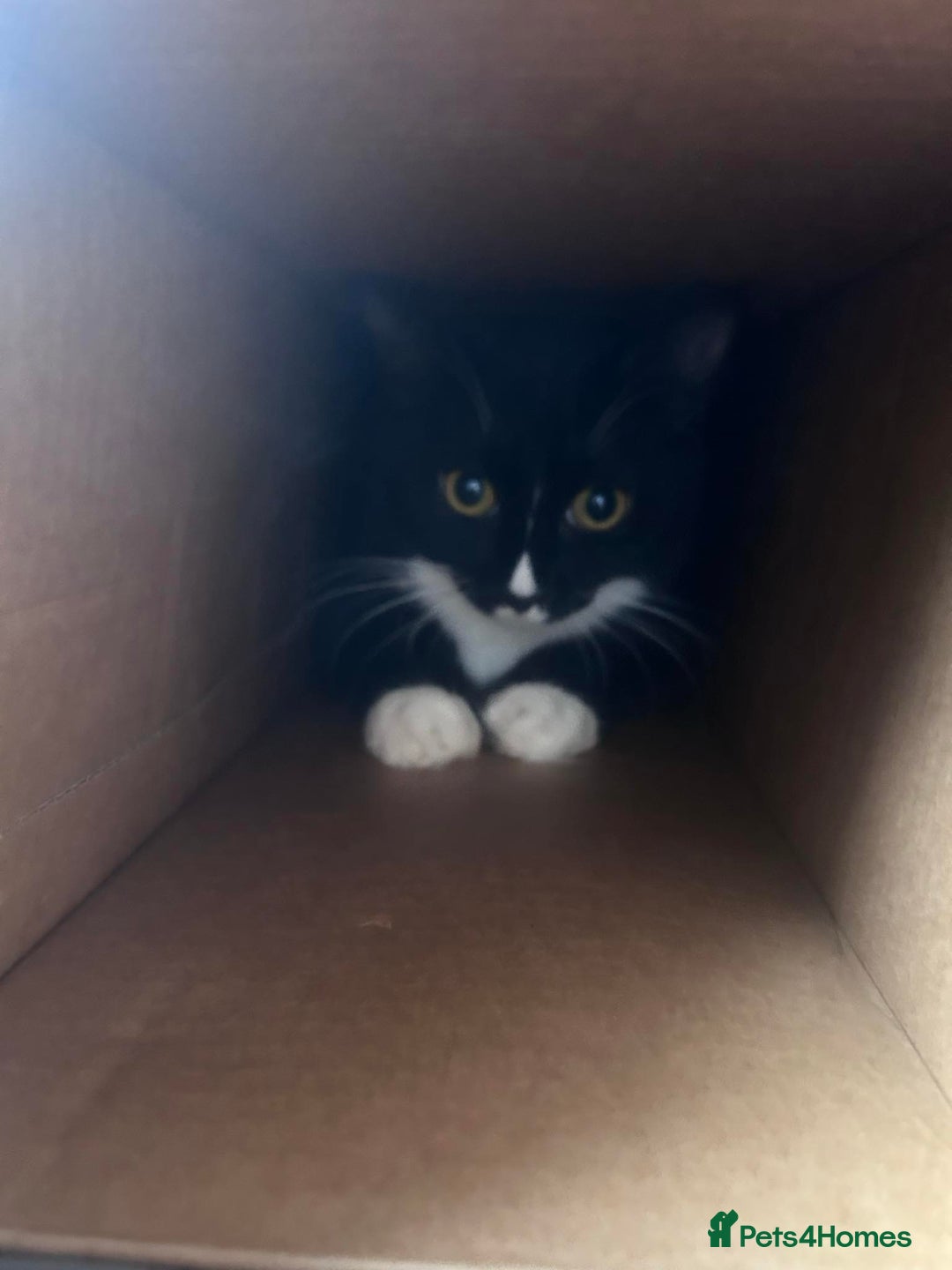 Mixed Breed cats for sale: REHOMING mother and daughter duo  - Image 3