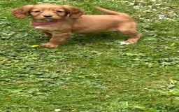 Cocker Spaniel dogs for sale: KC registered Red Cocker Spaniel Pups  - Image 6