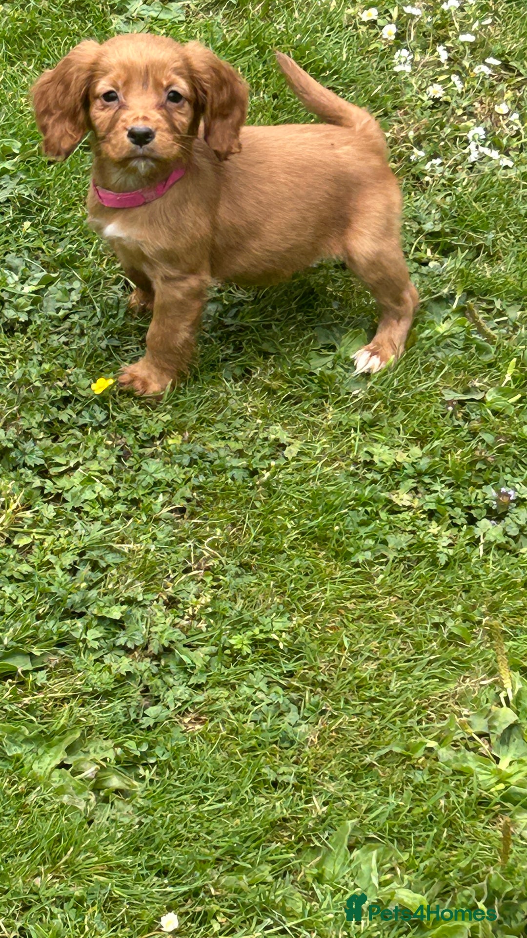 Cocker Spaniel dogs for sale: KC registered Red Cocker Spaniel Pups  - Image 6