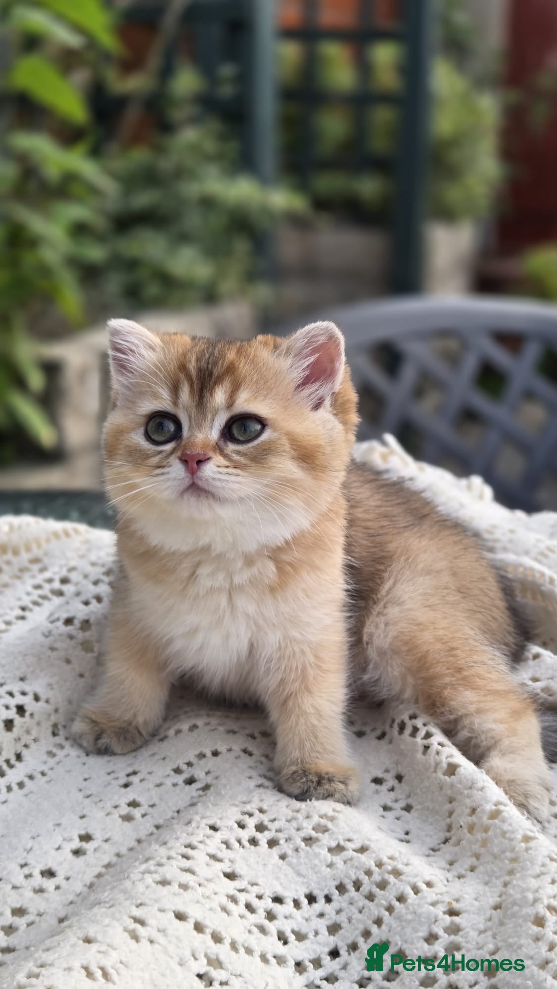 Scottish Fold cats Ready to leave Scottish Fold/Straight kittens ❤️  - Advert 1