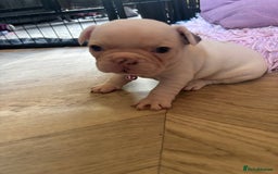 French Bulldog dogs for sale: Chunky French bulldog 3x girl puppies 23/10/25 - Image 5