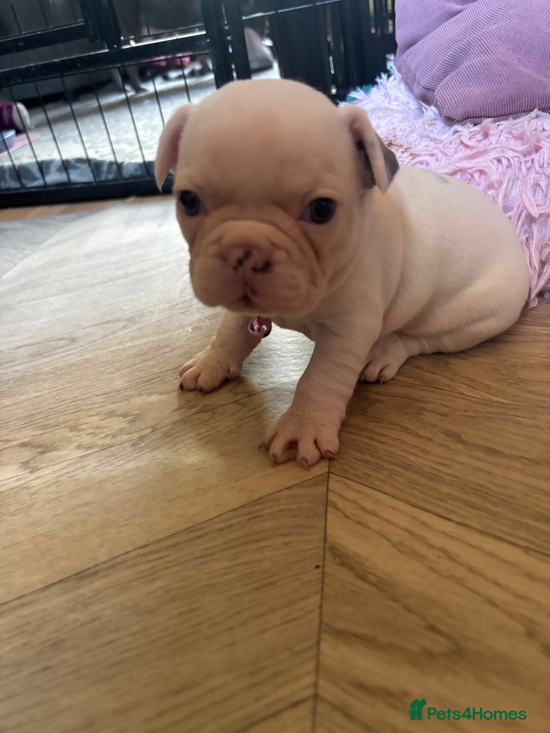 French Bulldog dogs for sale: Chunky French bulldog 3x girl puppies 23/10/25 - Image 5