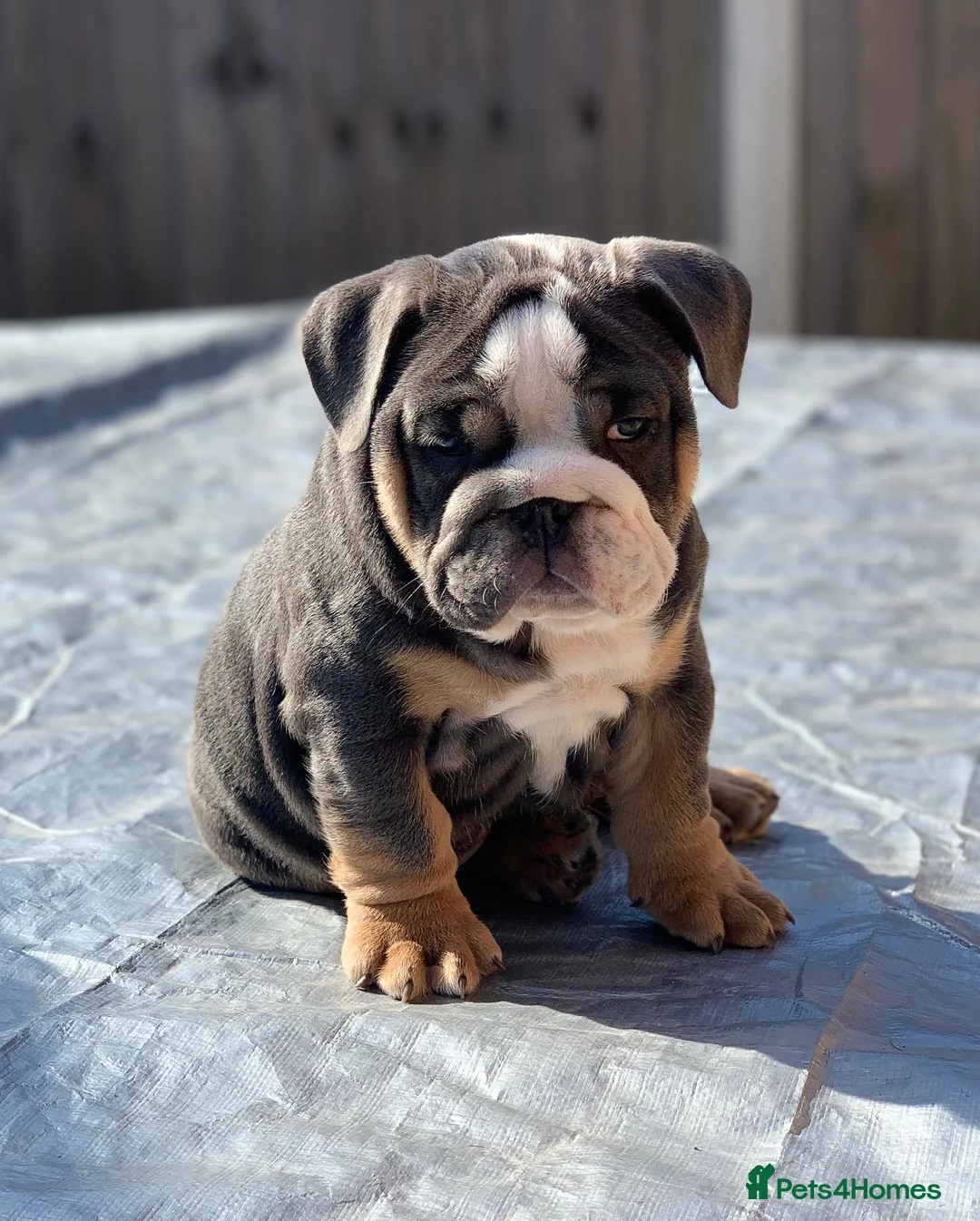 English Bulldog dogs for stud: English Bulldog Stud – Exceptional Temperament - Advert 19