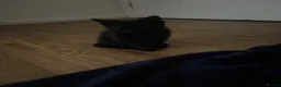 Brazilian Shorthair cats for sale: 3 Gorgeous Kittens  - Advert 10