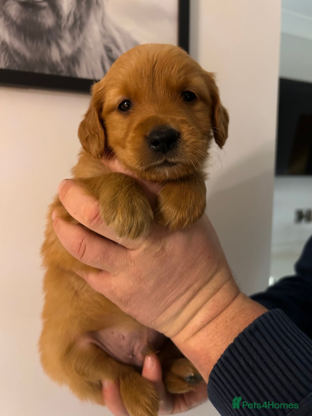 Golden Retriever dogs for sale: Dark Working Golden Retriever puppies - Advert 14