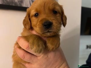 Golden Retriever dogs Dark Working Golden Retriever puppies - Advert 11
