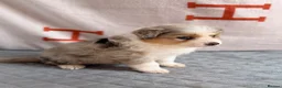 Australian Shepherd dogs for sale: Kc Australia shepherd puppies health test parents - Advert 27