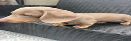 Miniature Dachshund dogs for sale: Beautiful Miniature Dachshund KC Registered  in Brentwood - Advert 18