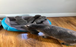 Scottish Fold cats for sale: Waiting for a Warm Heart:Scottish Fold for Sale - Image 10