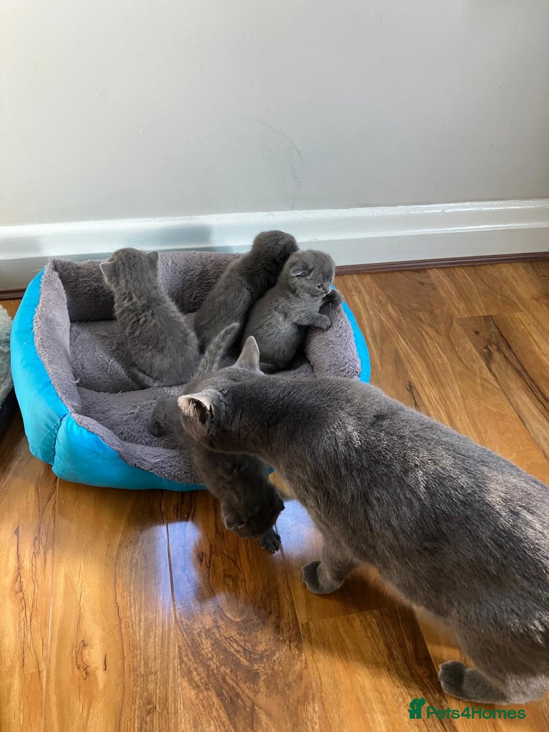 Scottish Fold cats for sale: Waiting for a Warm Heart:Scottish Fold for Sale - Image 10