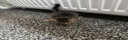 Mixed Breed cats for sale: Tabby kittens for sale - B31 - Advert 2