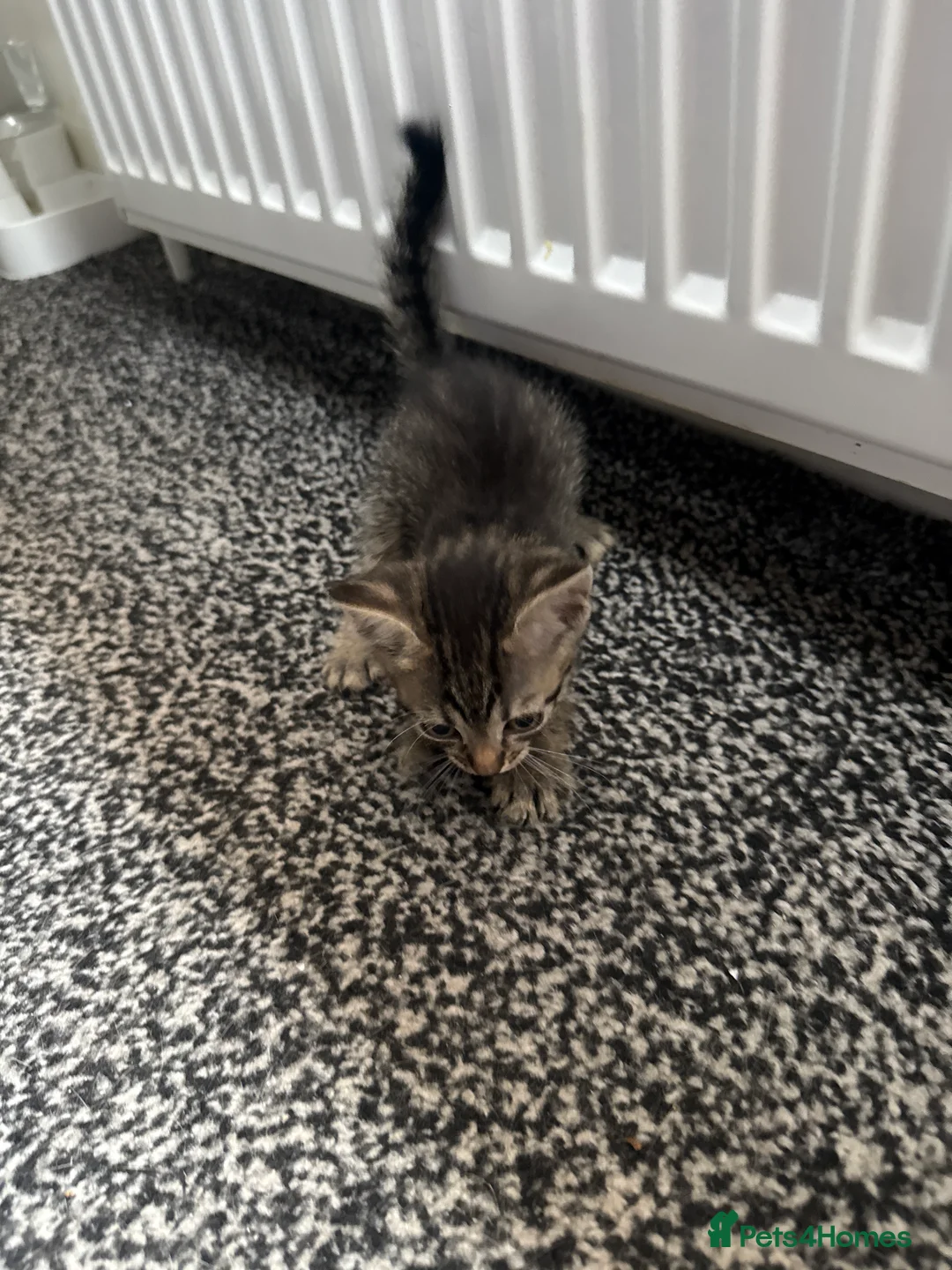 Mixed Breed cats for sale: Tabby kittens for sale - B31 - Advert 2