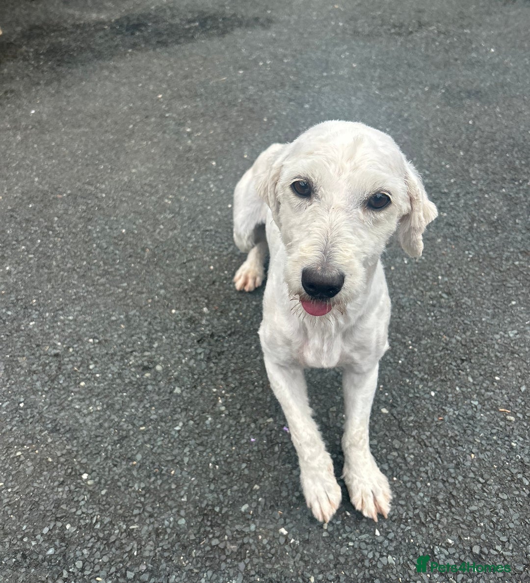 Goldendoodle dogs for sale: 2 stunning goldendoodle girls for sale   - Image 1