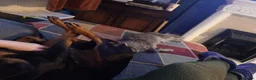 Maine Coon cats for sale: 11 month old male maincoone  - Advert 4