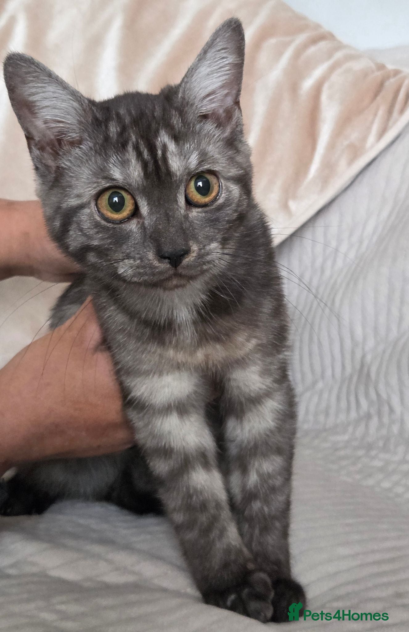 British Shorthair cats 3 gorgeous Kittens born to a BSH mother  - Advert 11