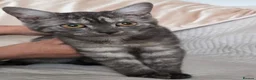 British Shorthair cats for sale: 3 gorgeous Kittens born to a BSH mother  - Advert 1