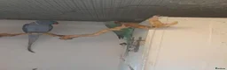 Ringnecks birds for sale: Breeding pairs of Indian ringnecks  - Advert 6