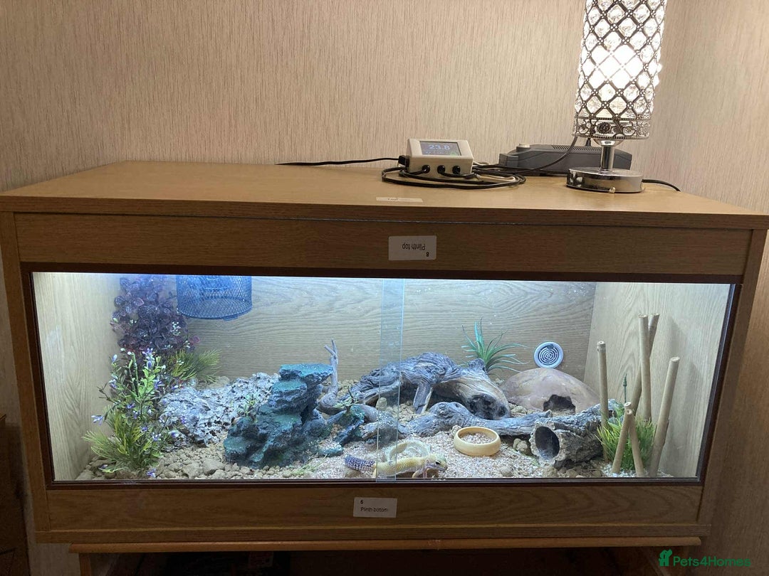 Leopard Gecko reptiles for sale: Leopard gecko FOR SALE - Image 5