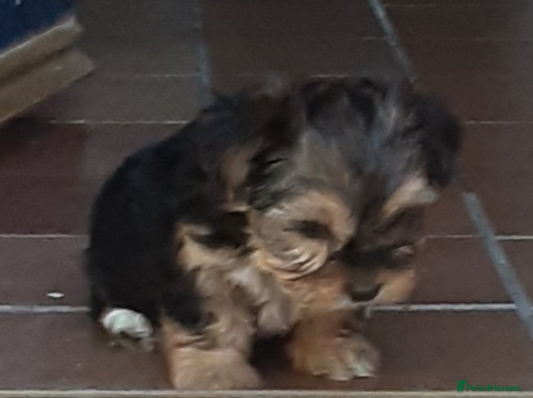 Shorkie dogs for sale: 6 Shorkie  - Image 5