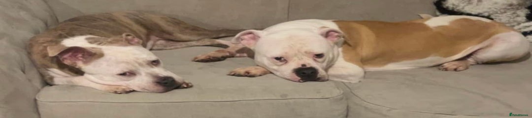 American bulldog x pocket bulldog