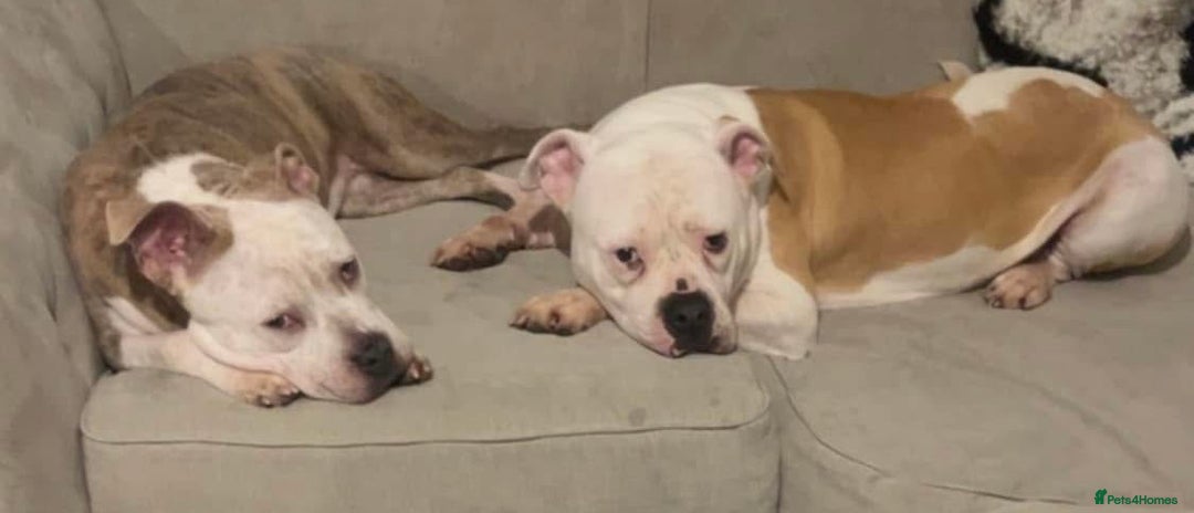 Mixed Breed dogs for sale: American bulldog x pocket bully - Image 1