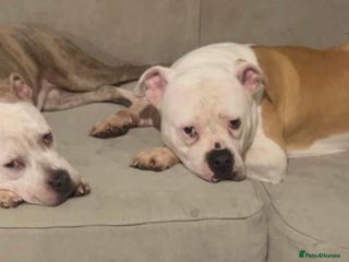 Mixed Breed dogs - Advert 1