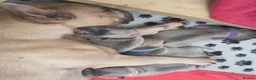 French Bulldog dogs for sale: Beautiful litter of 4 French bulldog - Advert 6