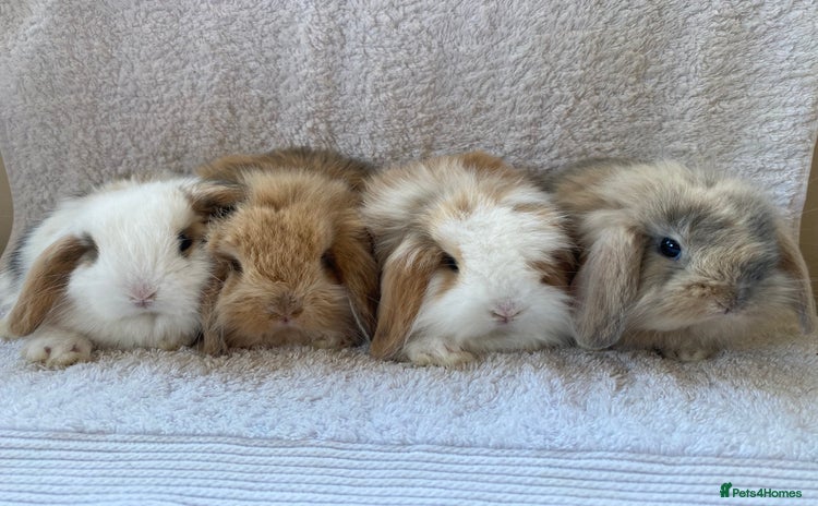 Mini Lop rabbits - Advert 1