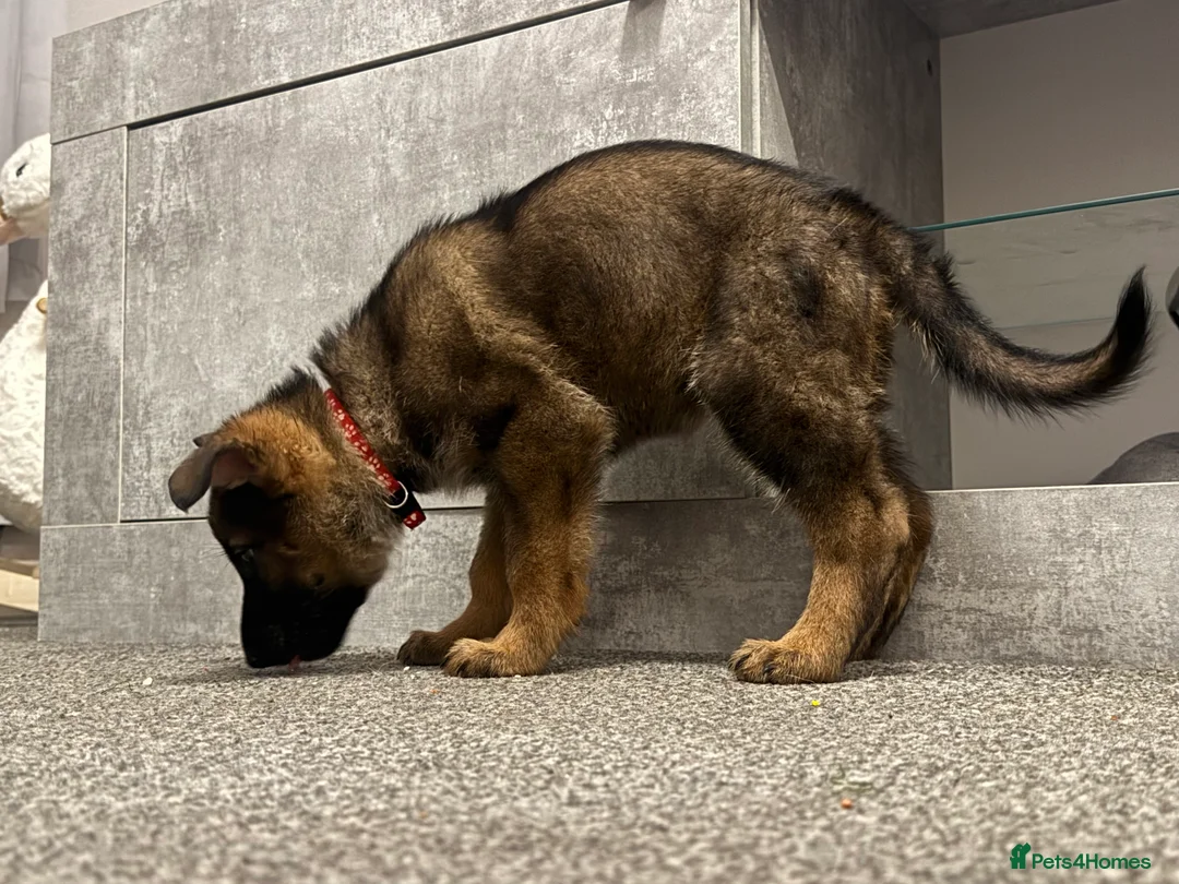 German Shepherd dogs for stud: Simba in Doncaster - Advert 24