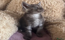 Maine Coon cats for sale: Maine Coon X  - Image 4