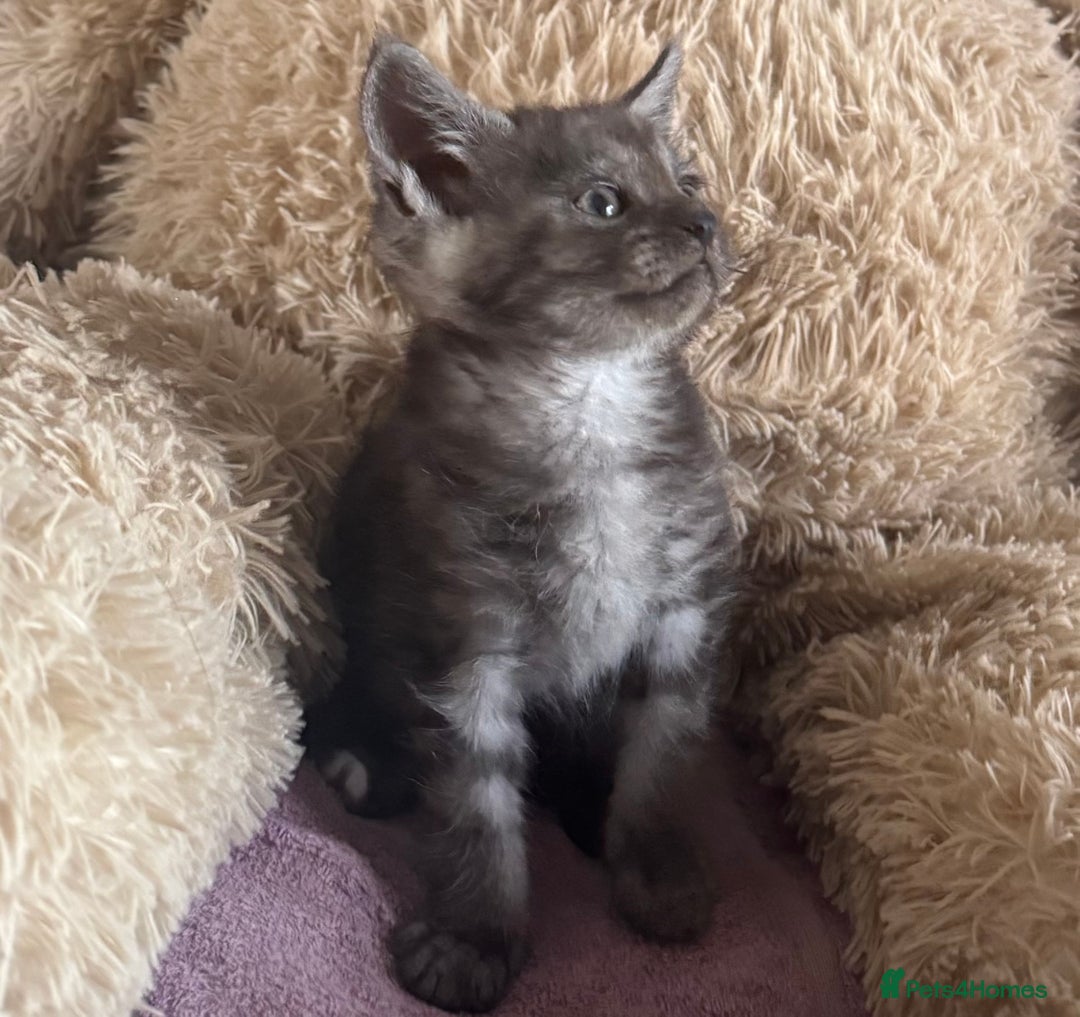 Maine Coon cats for sale: Maine Coon X  - Image 4