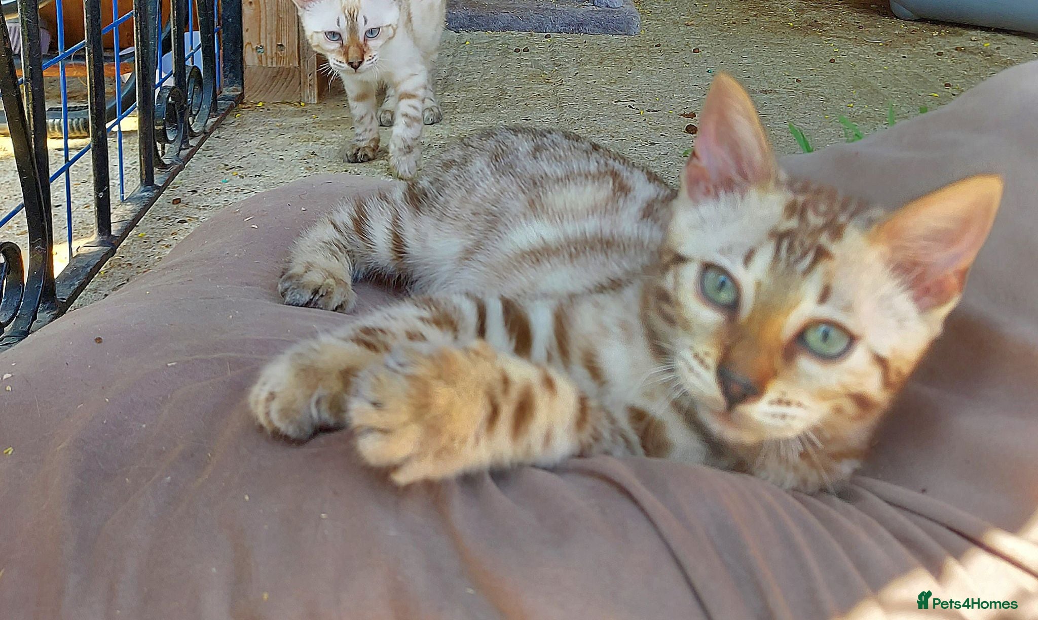 Bengal cats Pedigree Snow Bengal Kittens  - Advert 4