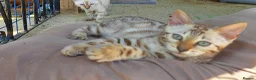 Bengal cats for sale: **Last Snow Lynx Bengal Kitten** TICA - Advert 22