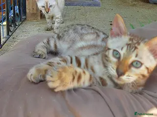 Bengal cats Pedigree Snow Bengal Kittens - Advert 4