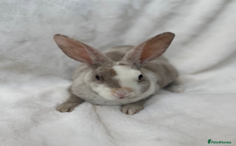 Rex rabbits - Advert 2