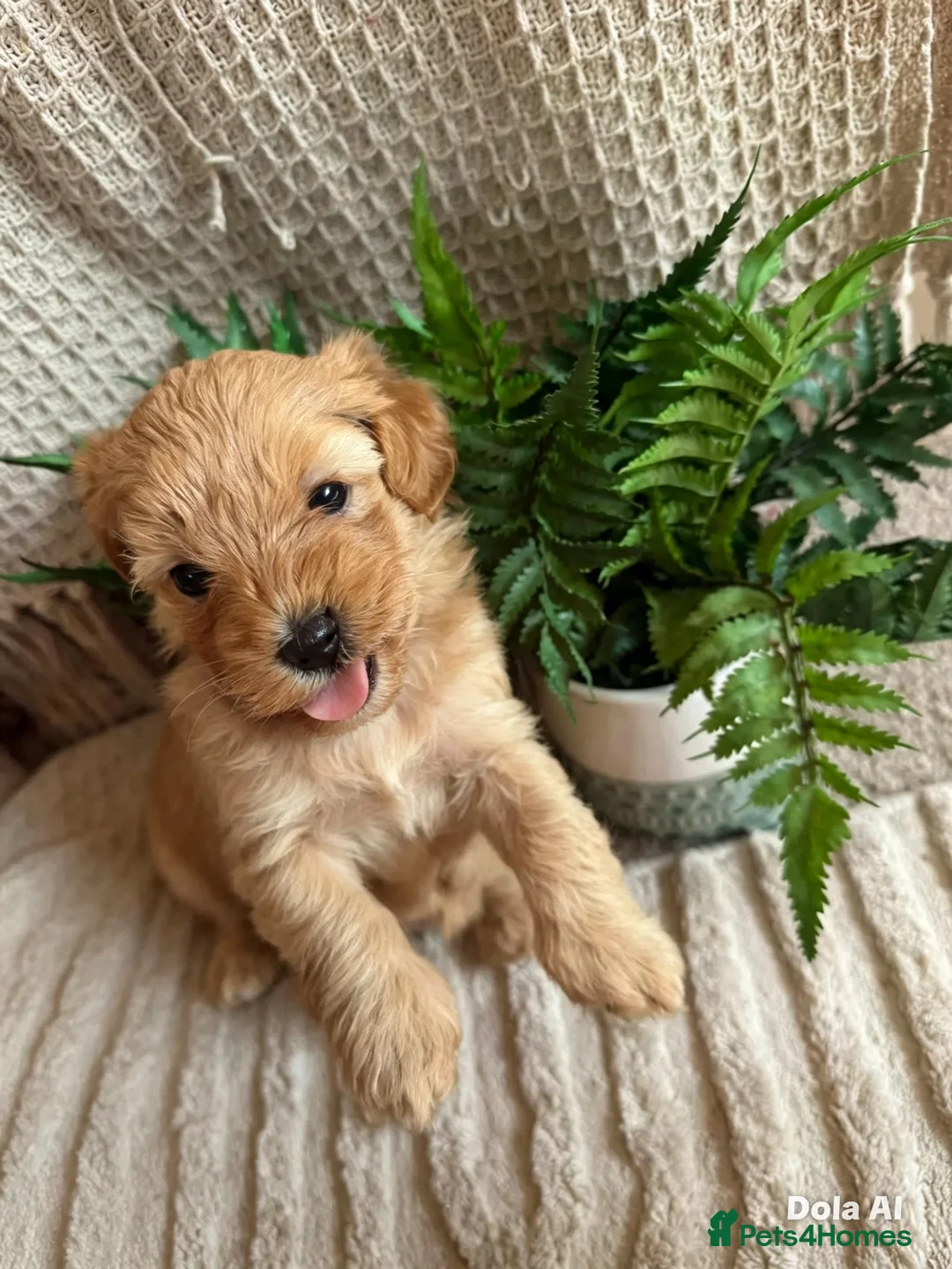 Maltipoo dogs for sale: 🐶 Adorable Toy Maltipoo Puppies for sale 🐶  in Swansea - Advert 2