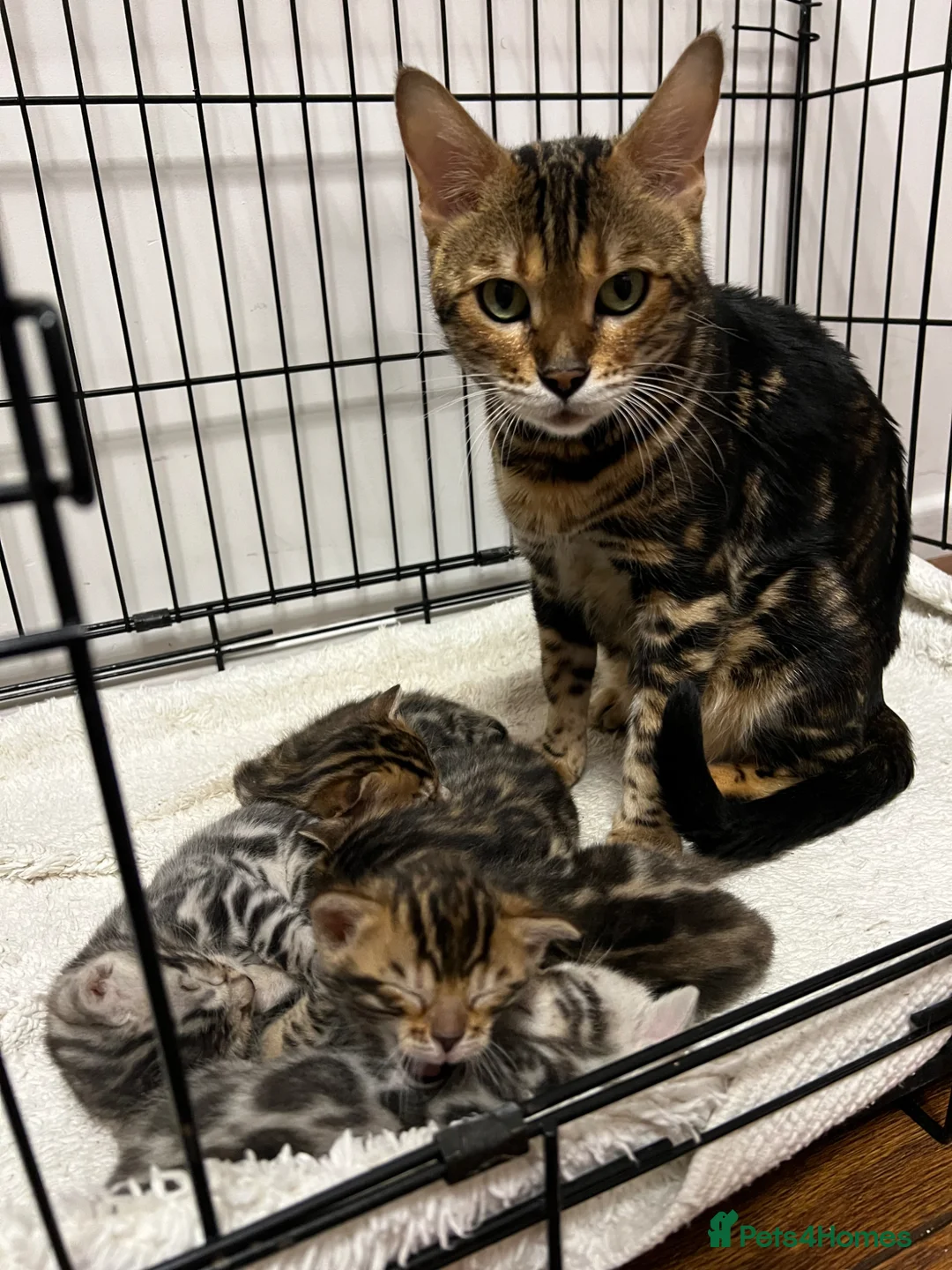 Bengal cats for sale: Bengal kittens  in Harlow - Advert 18