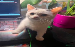 Mixed Breed cats for sale: Isha and Freya - Image 16
