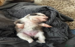 Pomeranian dogs for sale: 1 BOY 1 GIRL POMERANIAN PUPPIES AVAILABLE  - Image 30