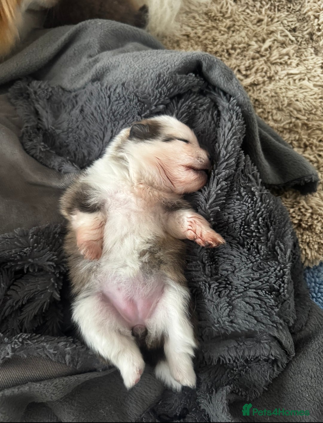 Pomeranian dogs for sale: 1 BOY 1 GIRL POMERANIAN PUPPIES AVAILABLE  - Image 30