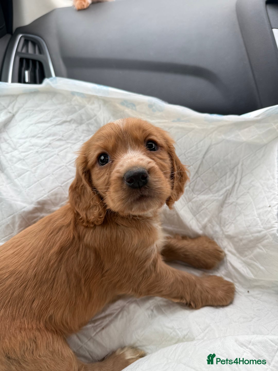 Cocker Spaniel dogs for sale: Female cocker spaniel - Advert 3