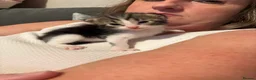British Shorthair cats for sale: 2 kittens for sale - Advert 7