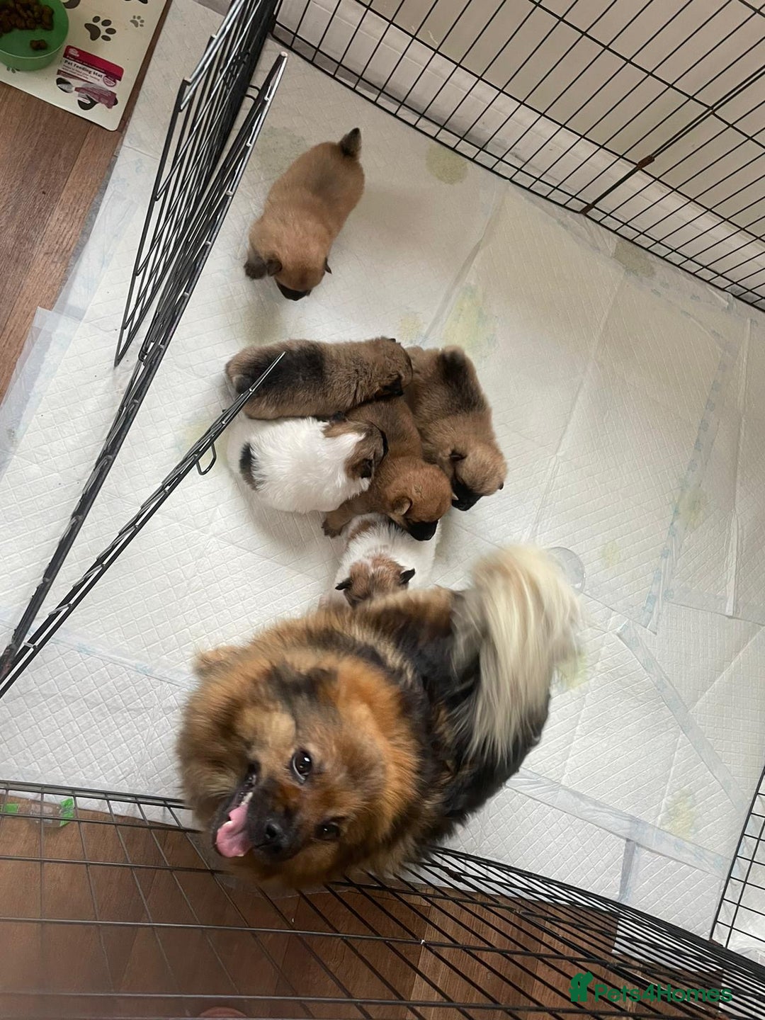 Mixed Breed dogs for sale: Aussie poos  - Advert 2