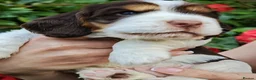 Cocker Spaniel dogs for sale: ❤️ Beautiful KC Registered Show Cocker Spaniels ❤️ - Advert 14