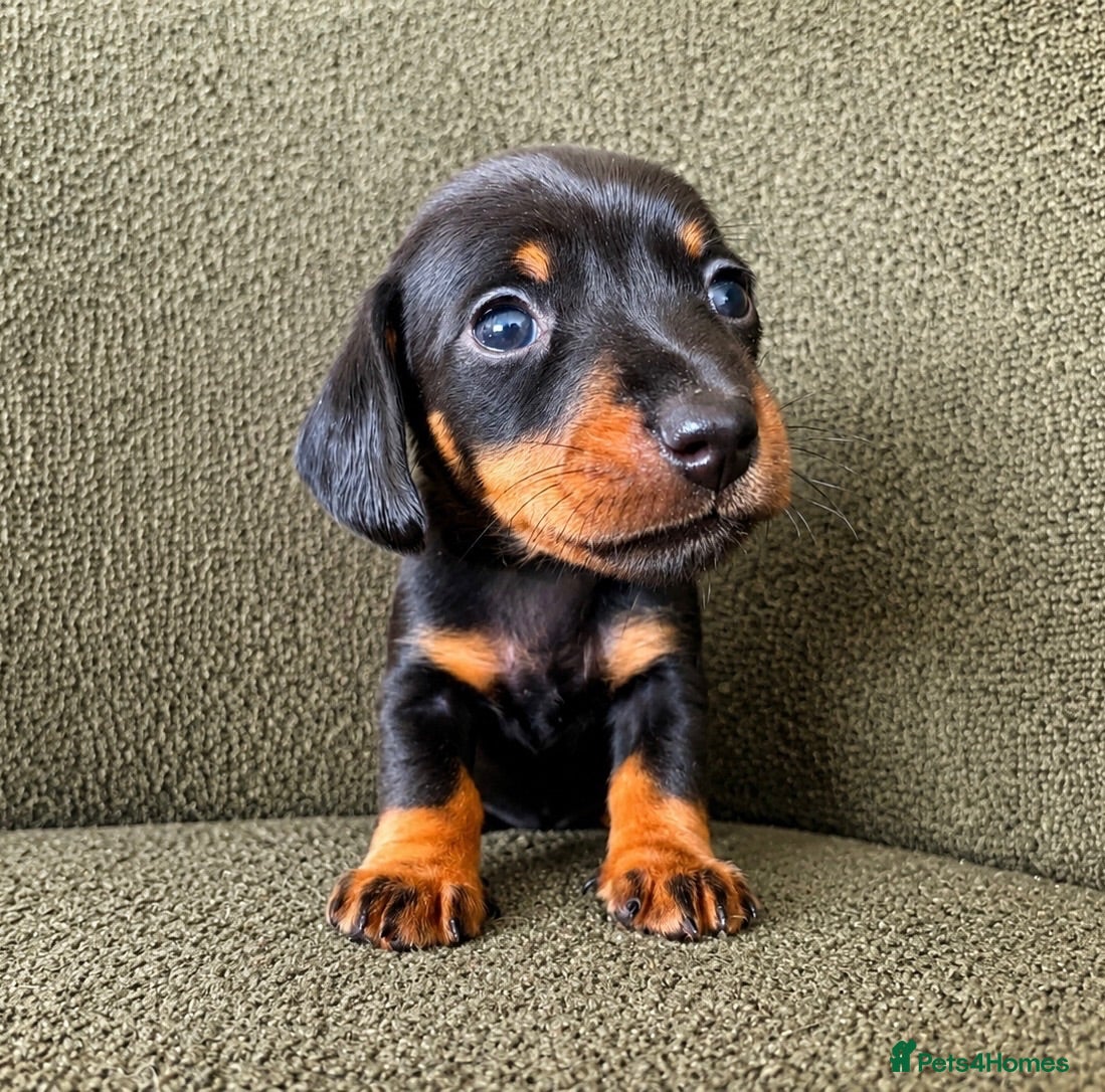 Miniature Dachshund dogs Beautiful pedigree miniature dachshund  - Advert 14