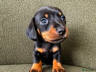 Miniature Dachshund dogs Beautiful pedigree miniature dachshund - Advert 14
